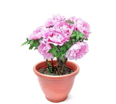 歐式花盆(6吋~2尺)